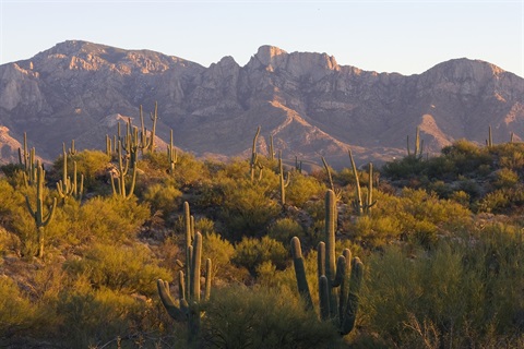 Desert Landscape05.TIF