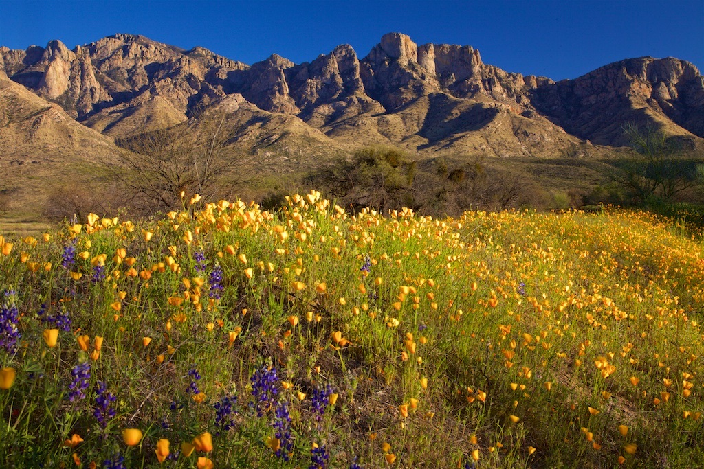 Kilbride-Catalina-State-Park-Mexican-Pricky-Poppies-Catalina-State-Park.jpg