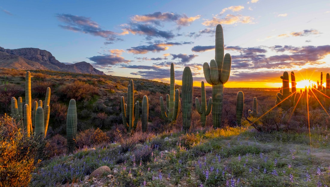 Oro Valley Desert Scene
