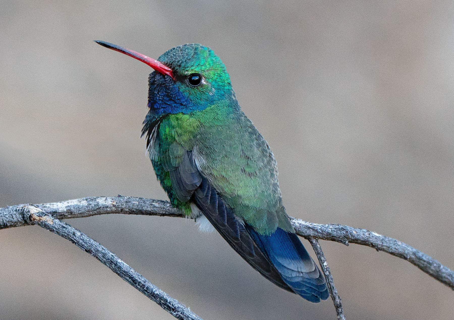 _DSC0898 Joan Fox Broad-billed Hummingbird, Mesquite.png