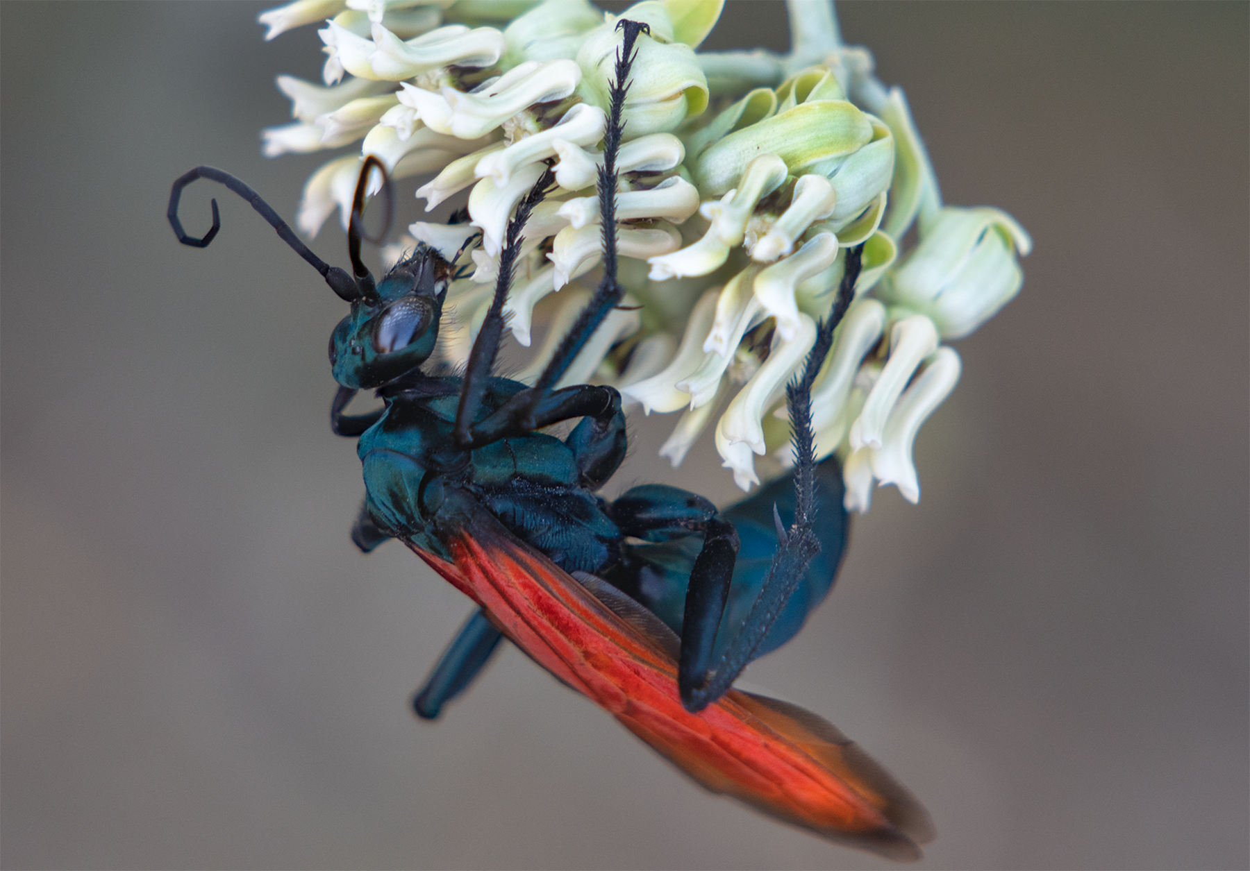 _DSC1430 Joan Fox Tarantula Hawk, Desert Milkweed.png