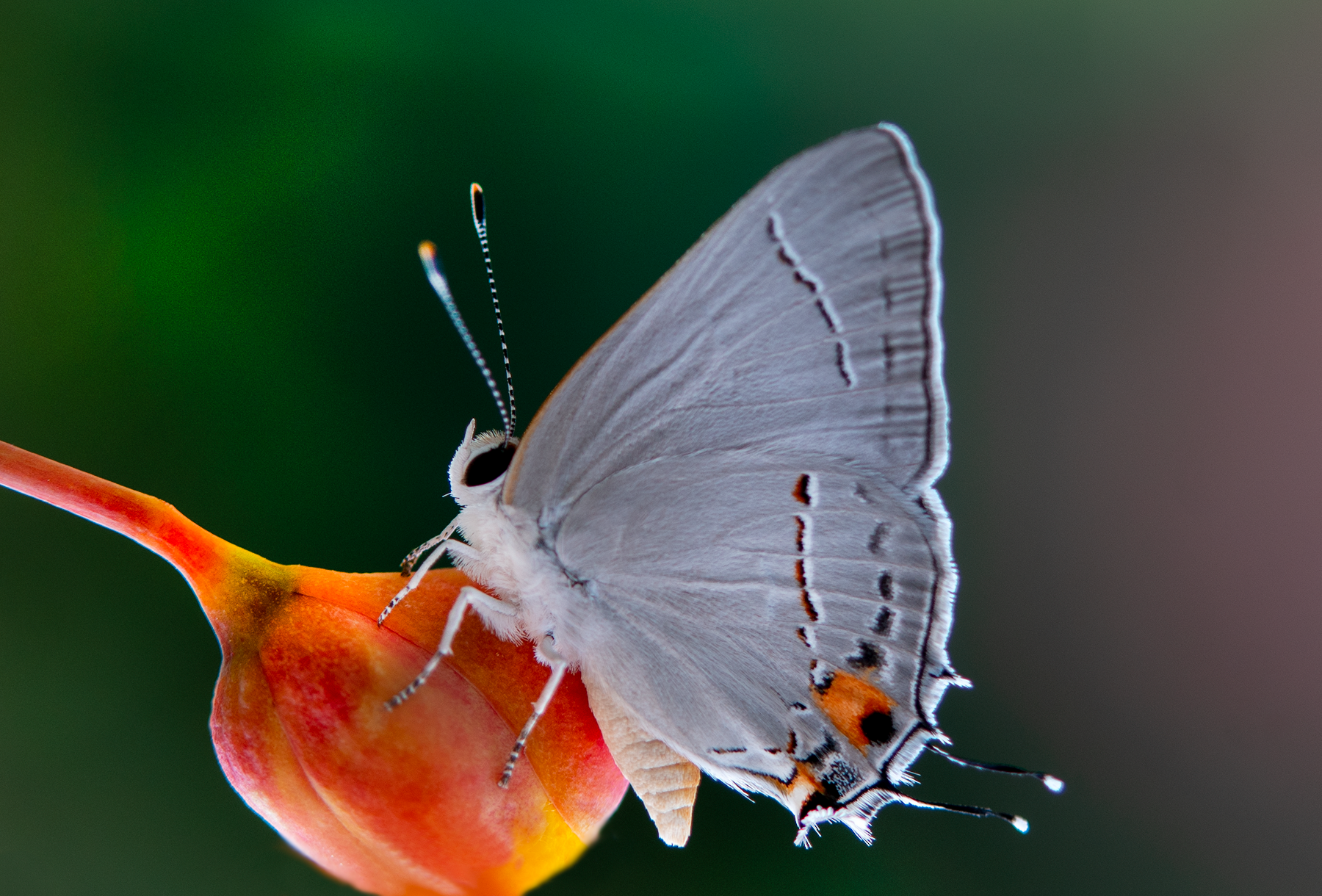 _DSC2511 Joan Fox Gray Hairstreak, Red Bird of Paradise.png