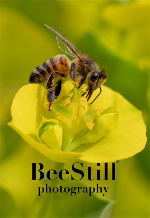 Joan Fox BeeStill logo 6 x 4_DSC0286.png