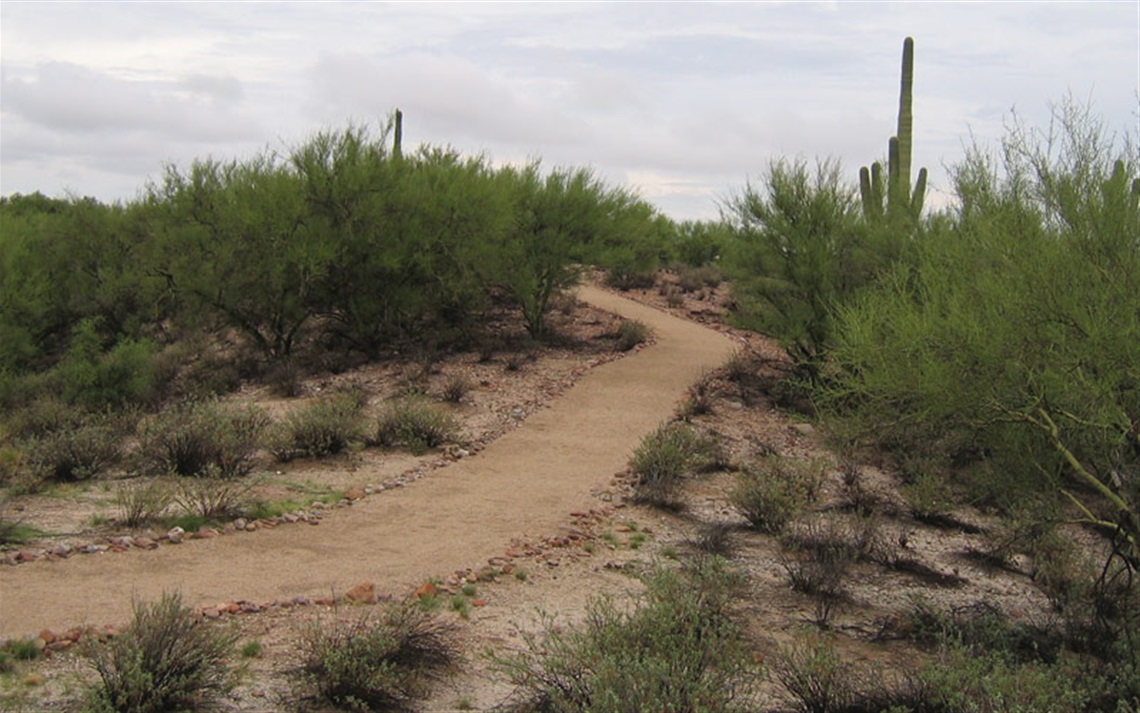 Walking trail on hillside filled with palo verde trees and desert scrub brush with saguaro rising in distance