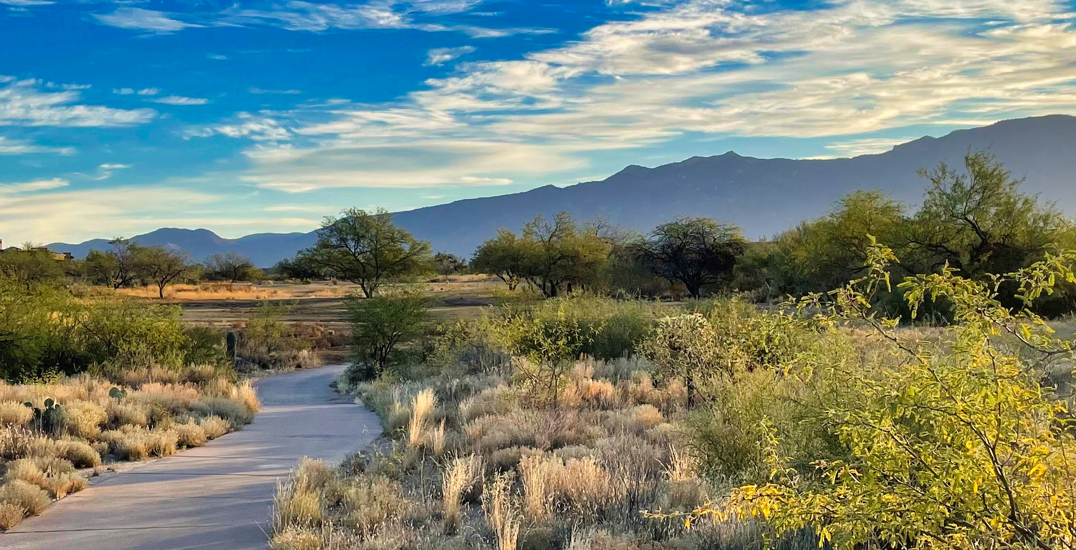Path with lone mesquite